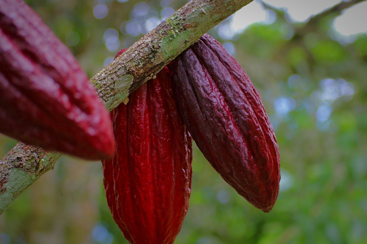 Two cacao pods on a branch