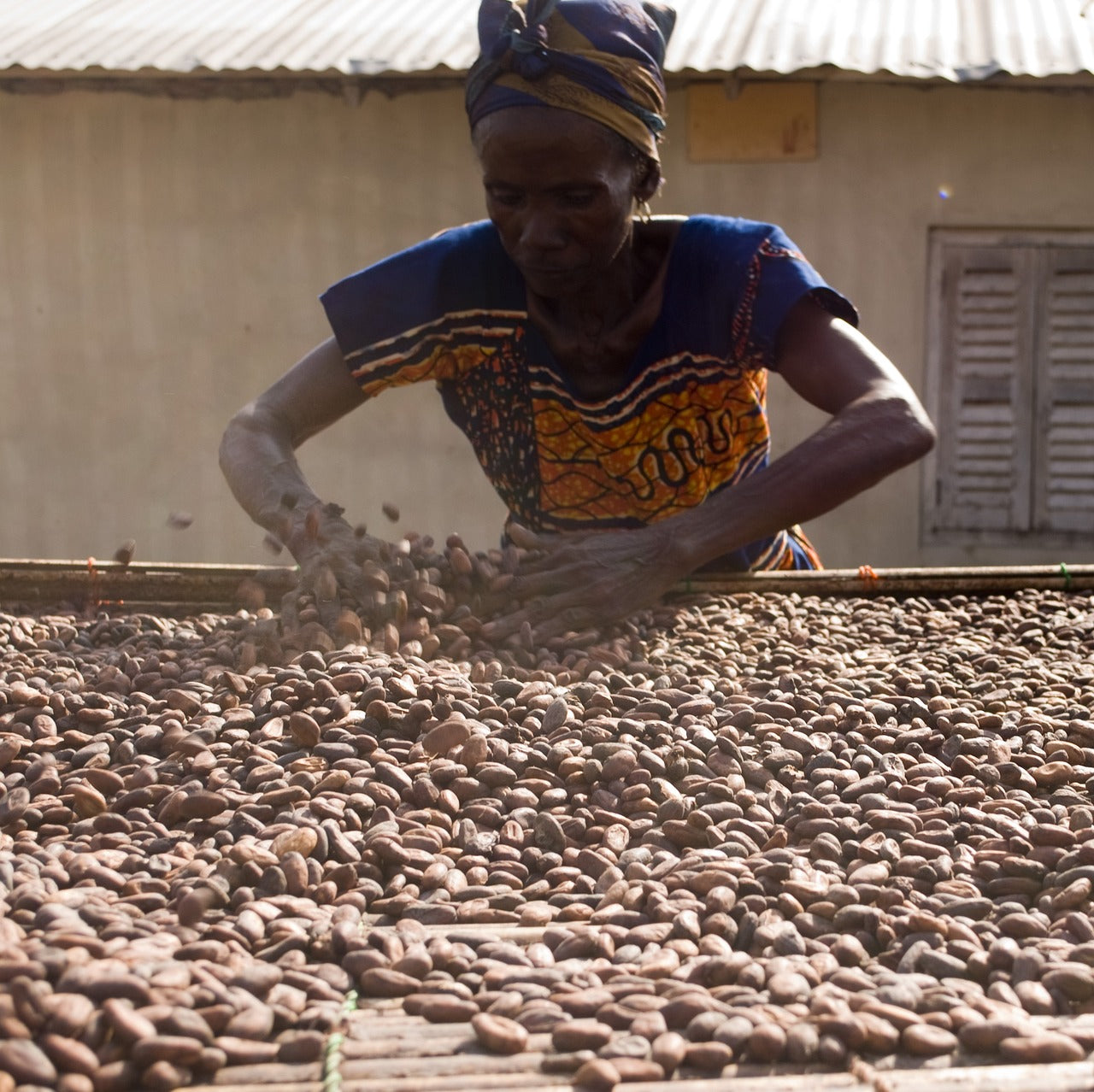 Women sifting through cacao beans