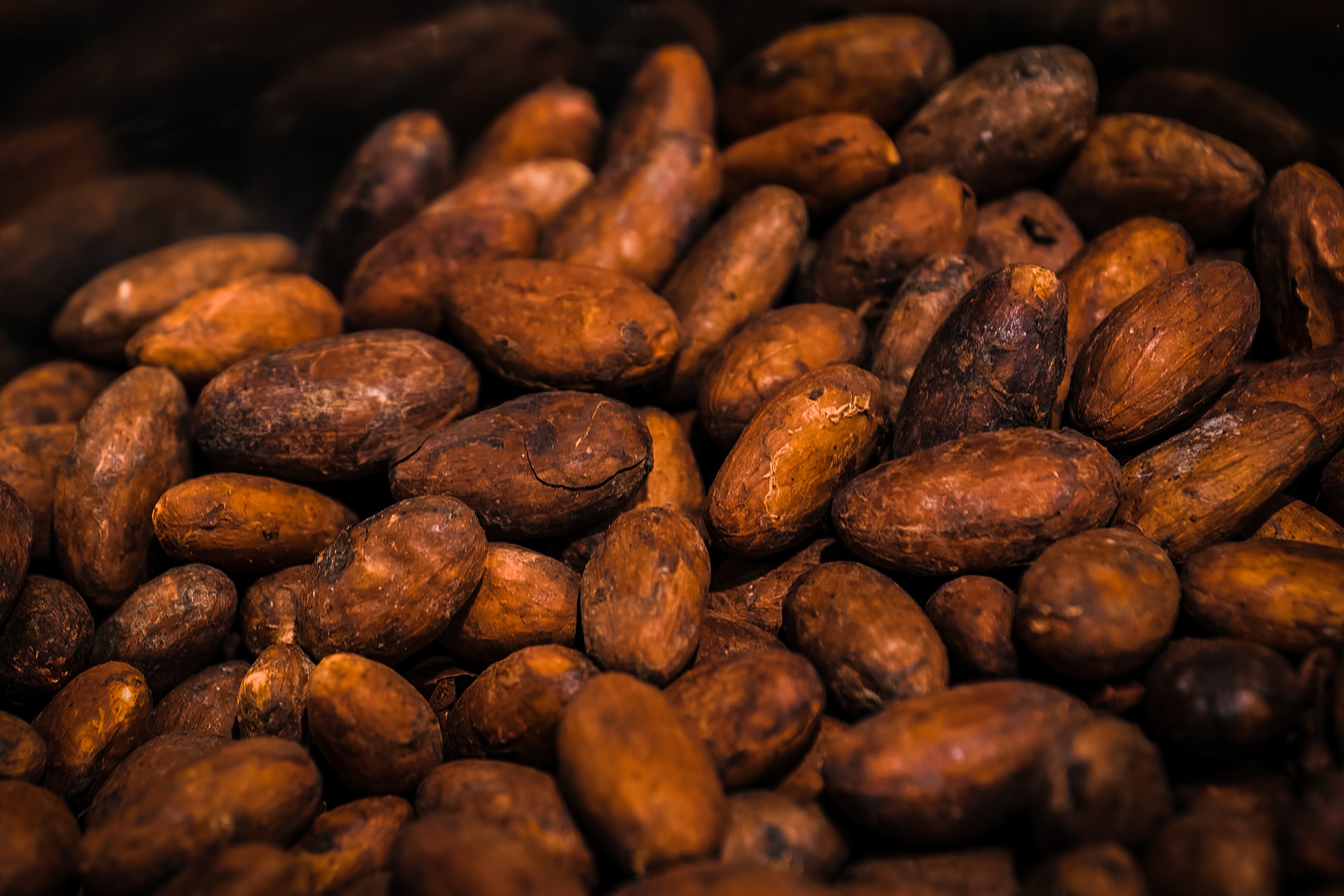 Up close photo of roasted cacao beans